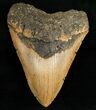 Giant Megalodon Tooth #6666-1